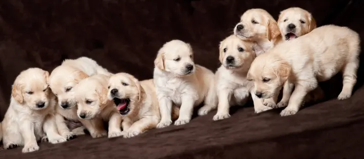 Kolloide für Hunde: VitalMix Hundeglück Spurenelemente für mehr Wohlbefinden deiner Fellnase Kolloide für Hunde von Colloimed – glückliche Hunde vor VitalMix Hundeglück Spurenelementen